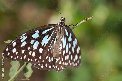 Butterfly blue tiger Tirumala limniace leopardus. Keoladeo Ghana National Park. Bharatpur. Rajasthan. India. photo