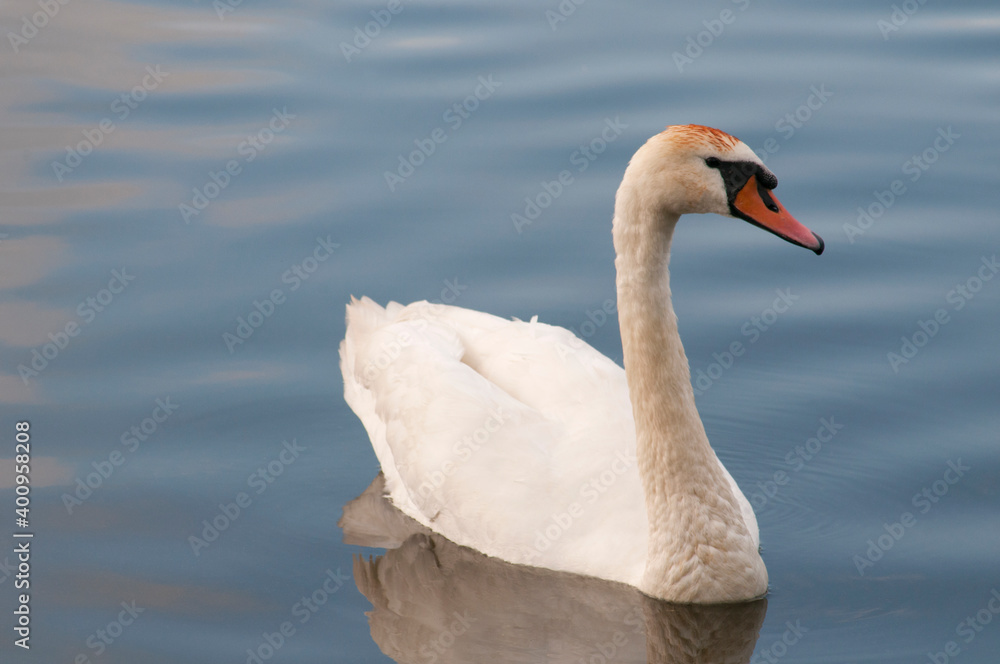 A white majestic swan floats in front of a wave of water. Young swan in the middle of the water. Drops on a wet head. A white majestic swan floats in front of a wave of water. Young swan in the middle of the water. Drops on a wet head.