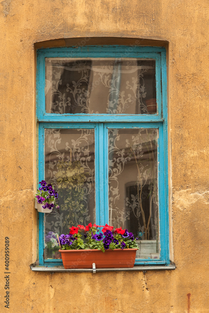 Blue old window in vintage building with lace curtains and potted plants