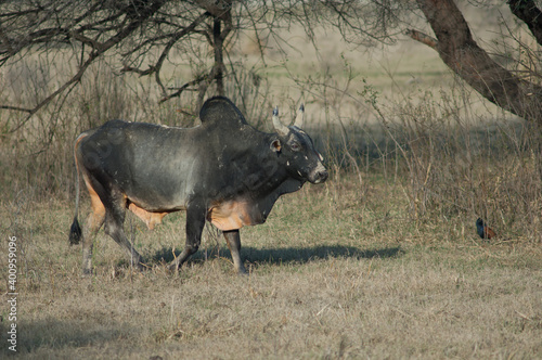Fototapeta Naklejka Na Ścianę i Meble -  Zebu Bos primigenius indicus in a meadow. Keoladeo Ghana National Park. Bharatpur. Rajasthan. India.