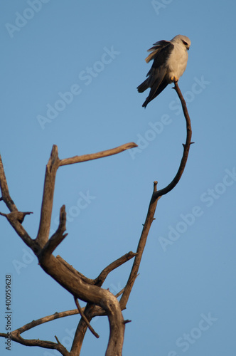 Black-winged kite Elanus caeruleus on a tree. Keoladeo Ghana National Park. Bharatpur. Rajasthan. India. © Víctor