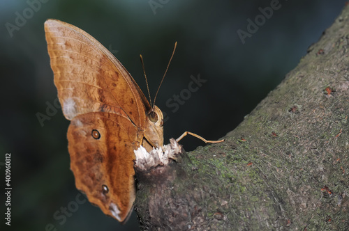 A butterfly(Discophora sondaica) sitting on trunk.
 photo