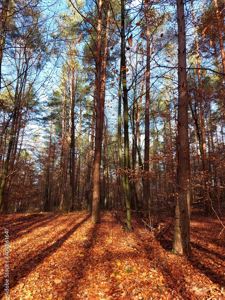 Fototapeta premium autumn in the forest