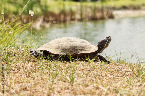 Amboina box turtle (Cuora amboinensis) on the shore photo