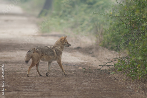 Golden jackal Canis aureus indicus. Keoladeo Ghana National Park. Bharatpur. Rajasthan. India.