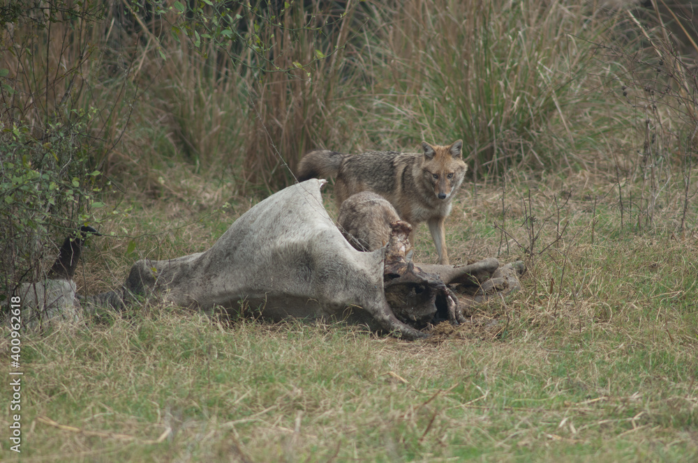 Golden jackals Canis aureus indicus feeding of a dead zebu. Keoladeo Ghana National Park. Bharatpur. Rajasthan. India.