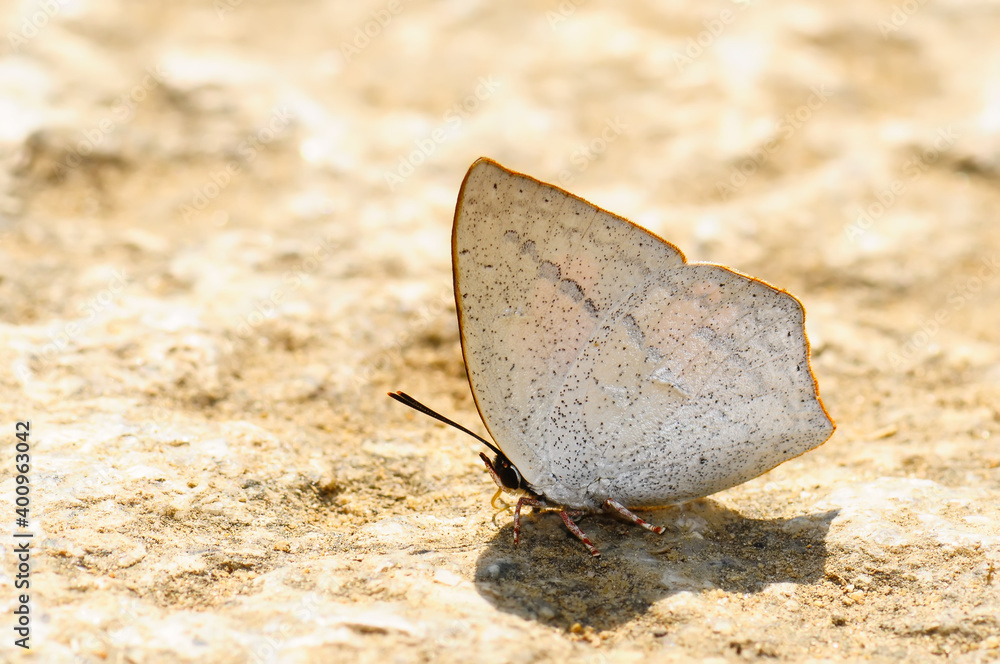 A white butterfly(Curetis acuta Moore) resting on the stone surface A white butterfly(Curetis acuta Moore) resting on the stone surface