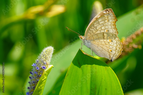 Close-up of a butterfly (Junonia atlites) on a leaf
 photo