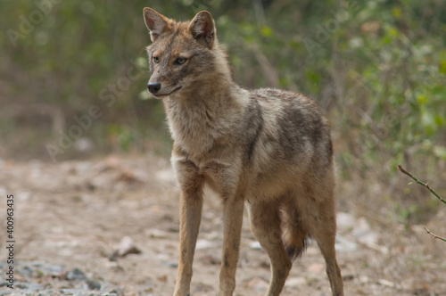 Golden jackal Canis aureus indicus. Keoladeo Ghana National Park. Bharatpur. Rajasthan. India. © Víctor