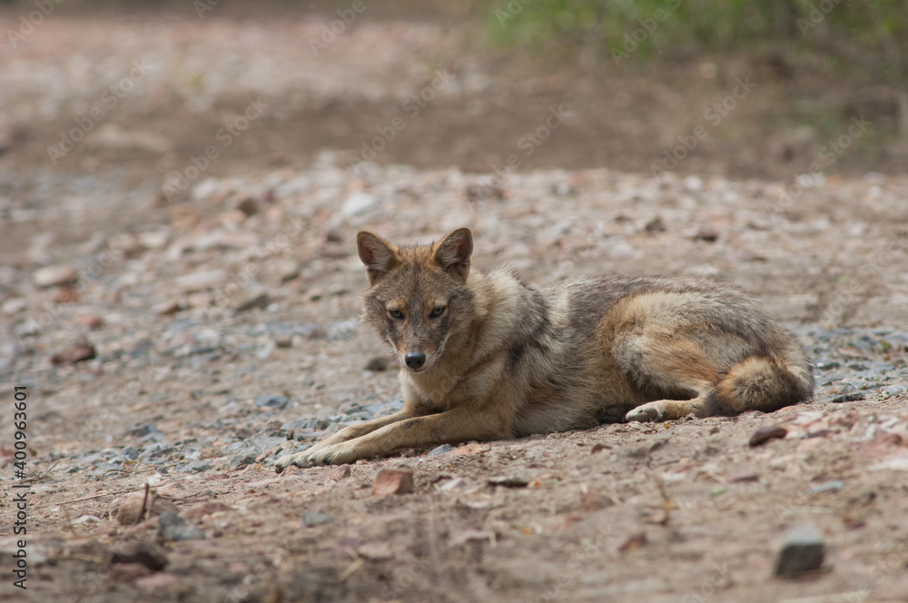 Fototapeta premium Golden jackal Canis aureus indicus lying on the ground. Keoladeo Ghana National Park. Bharatpur. Rajasthan. India.