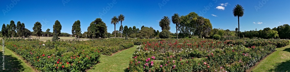 Beautiful panoramic view of a garden with flowers and plants in the park, Centennial park, Sydney, New south Wales, Australia
