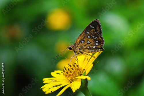 A butterfly  Hesperiidae  gathers nectar on yellow flower 