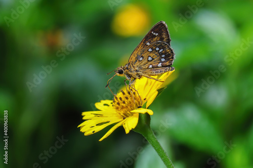 A butterfly (Hesperiidae) gathers nectar on yellow flower 