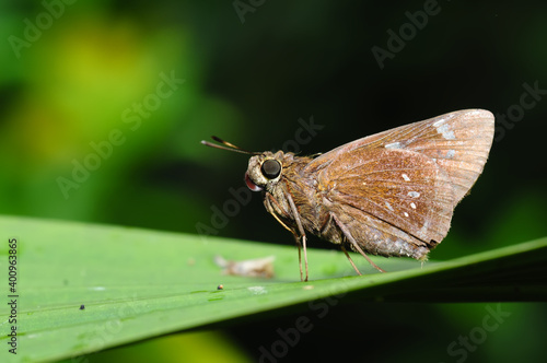 A butterfly(Parnara guttata) resting on a leaf.