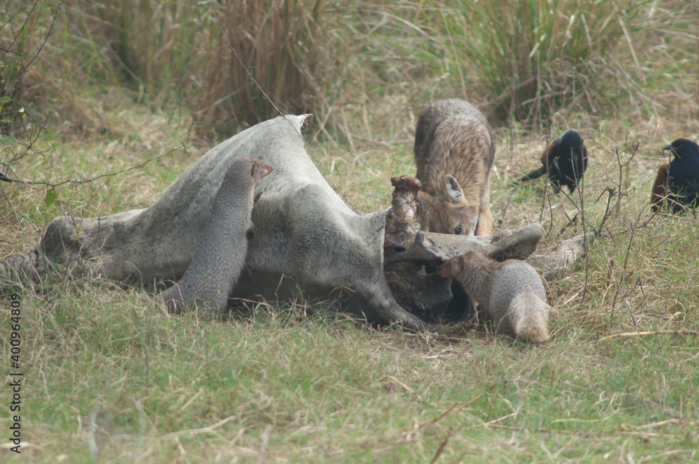 Golden jackal Canis aureus indicus and Indian grey mongooses Herpestes edwardsii eating a dead zebu. Keoladeo Ghana. Bharatpur. Rajasthan. India. Golden jackal Canis aureus indicus and Indian grey mongooses Herpestes edwardsii eating a dead zebu. Keoladeo Ghana. Bharatpur. Rajasthan. India.