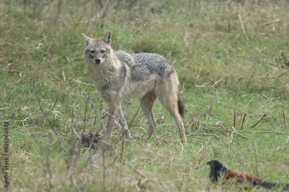 Golden jackal Canis aureus indicus. Keoladeo Ghana National Park. Bharatpur. Rajasthan. India. Golden jackal Canis aureus indicus. Keoladeo Ghana National Park. Bharatpur. Rajasthan. India.