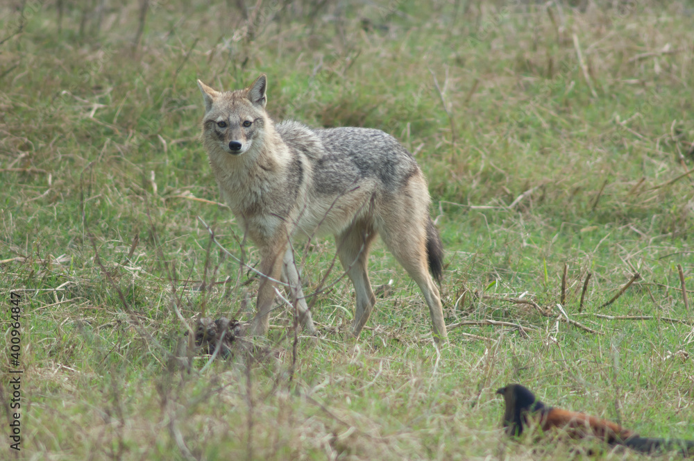 Golden jackal Canis aureus indicus. Keoladeo Ghana National Park. Bharatpur. Rajasthan. India.