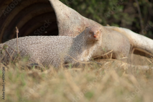 Indian grey mongoose Herpestes edwardsii next to a dead zebu. Keoladeo Ghana National Park. Bharatpur. Rajasthan. India. photo