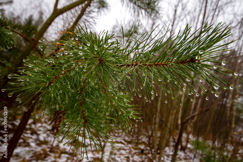 branches of a pine