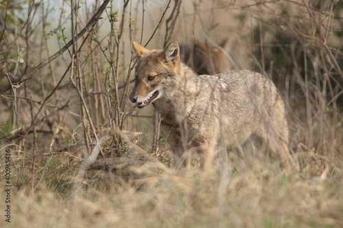 Golden jackal Canis aureus indicus. Keoladeo Ghana National Park. Bharatpur. Rajasthan. India.