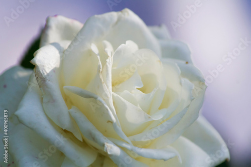 white rose closeup