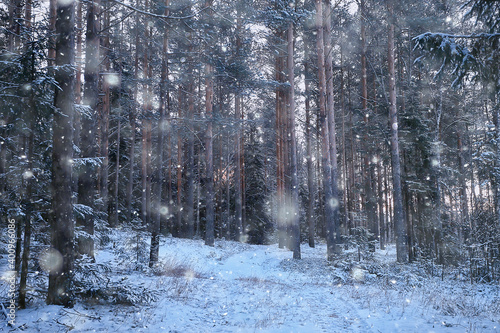 landscape snowfall in the forest, forest covered with snow, panoramic view trees in the snow weather © kichigin19