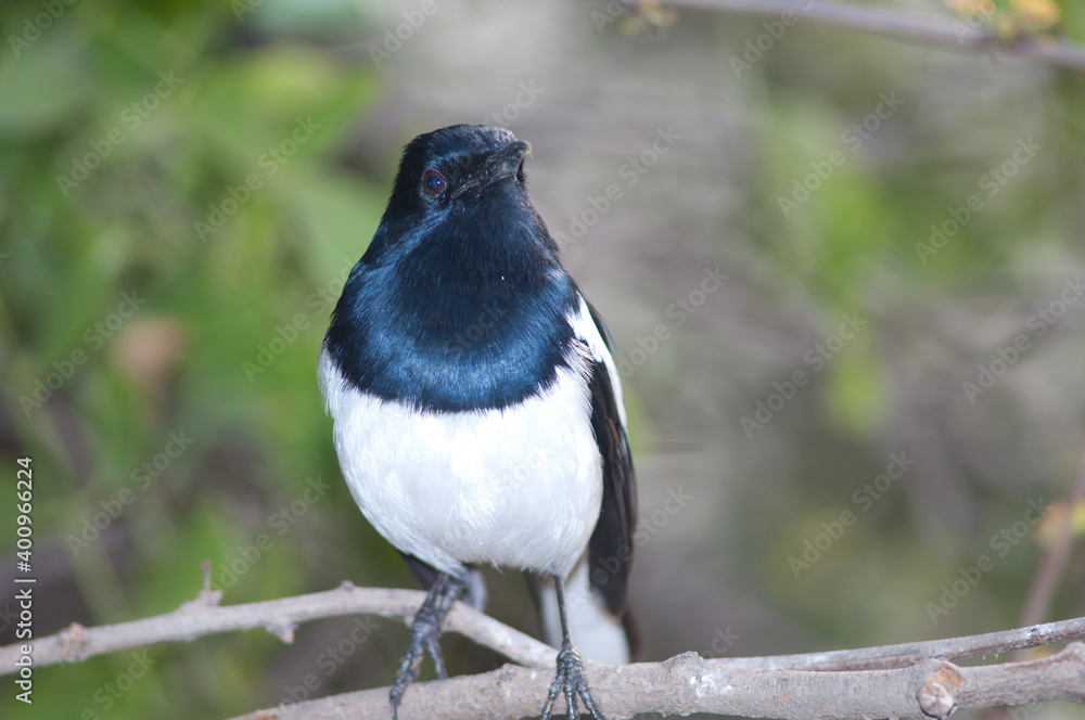 Male Oriental magpie robin Copsychus saularis. Keoladeo Ghana National Park. Bharatpur. Rajasthan. India. Male Oriental magpie robin Copsychus saularis. Keoladeo Ghana National Park. Bharatpur. Rajasthan. India.