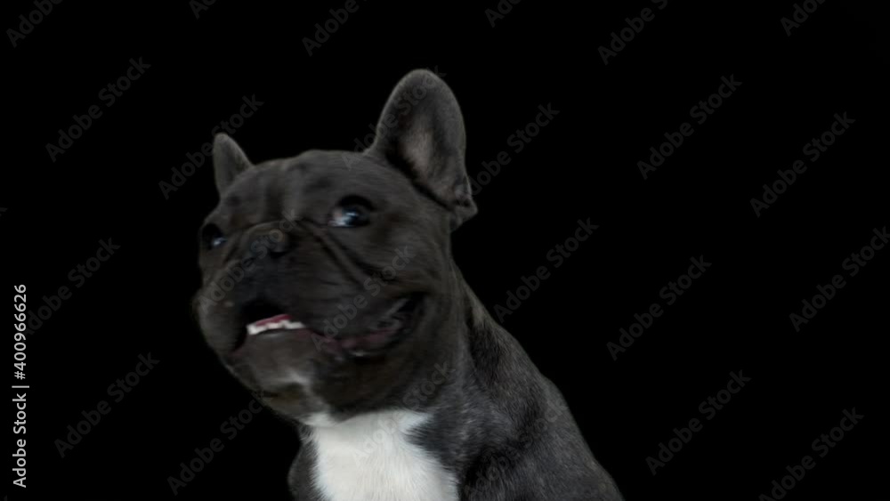 portrait of a french bulldog on a black background portrait of a french bulldog on a black background