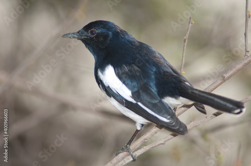 Male Oriental magpie robin Copsychus saularis. Keoladeo Ghana National Park. Bharatpur. Rajasthan. India. photo