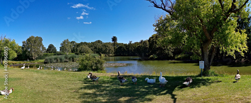 Flock of ducks and geese in the park, Centennial park, Sydney, New south Wales, Australia
