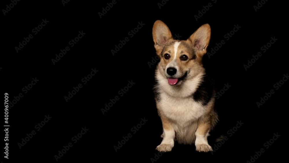 welsh corgi on black background welsh corgi on black background
