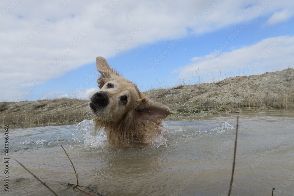 hund schüttelt sich im wasser retriever goldie golden retriever Stock 写真 Adobe Stock