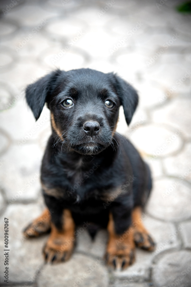 Obraz premium A puppy of the jagdterrier breed looking into the camera