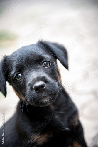 A puppy of the jagdterrier breed looking into the camera photo