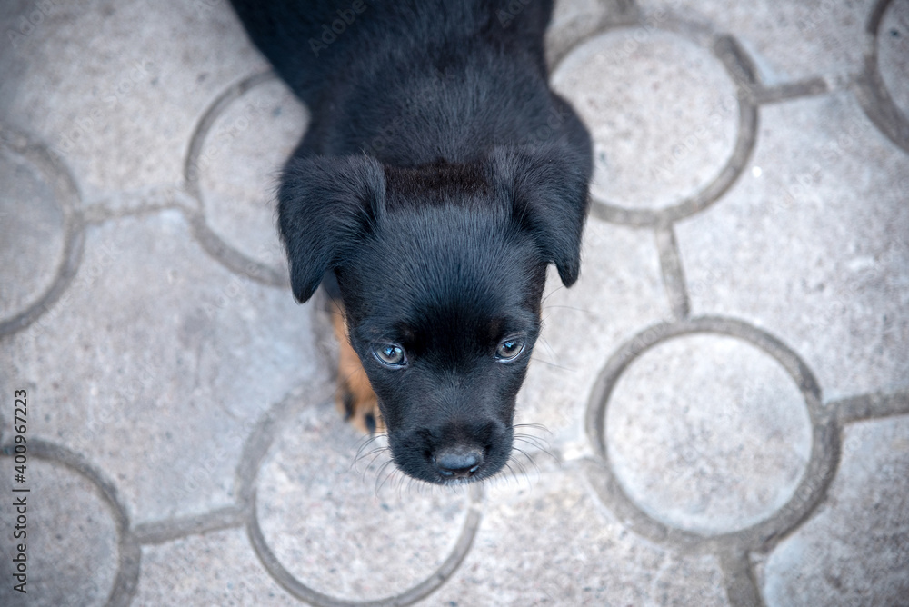 A puppy of the jagdterrier breed looking into the camera