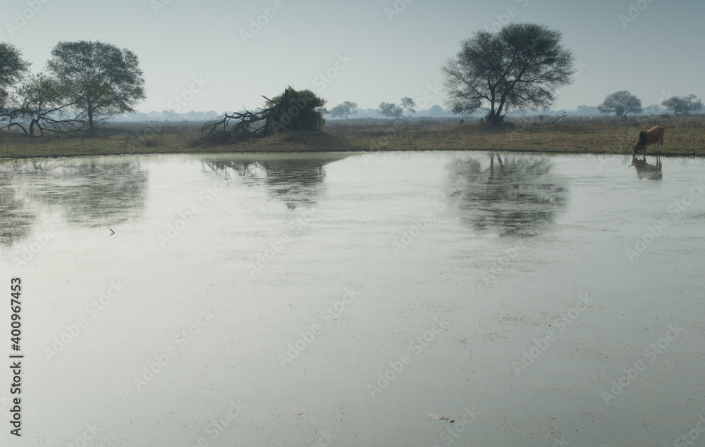 Zebu Bos primigenius indicus drinking water in a pond. Keoladeo Ghana National Park. Bharatpur. Rajasthan. India.