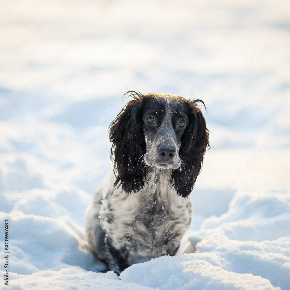 A cute dog spaniel sits in the snow. A look at the camera. Square photo.