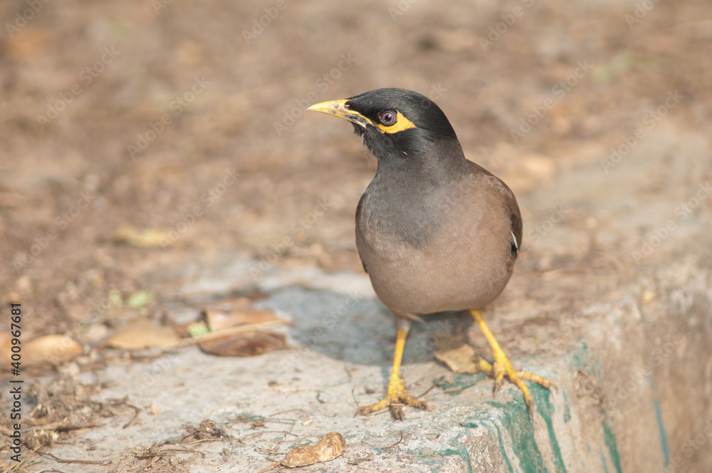 Common myna Acridotheres tristis on a wall. Keoladeo Ghana National Park. Bharatpur. Rajasthan. India. Common myna Acridotheres tristis on a wall. Keoladeo Ghana National Park. Bharatpur. Rajasthan. India.