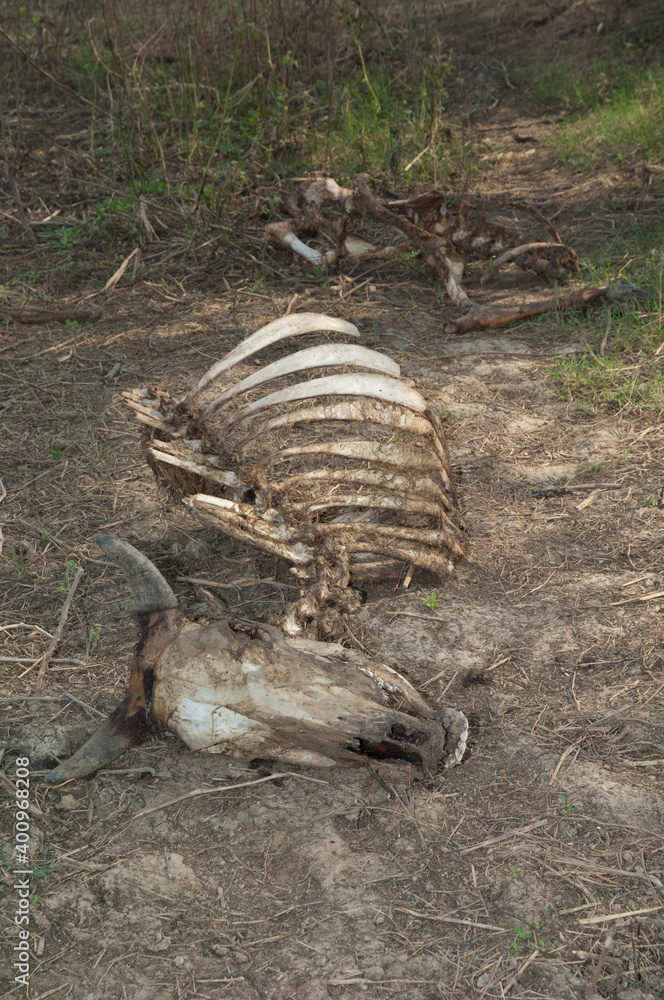 Obraz premium Skeleton of a zebu Bos primigenius indicus. Keoladeo Ghana National Park. Bharatpur. Rajasthan. India.