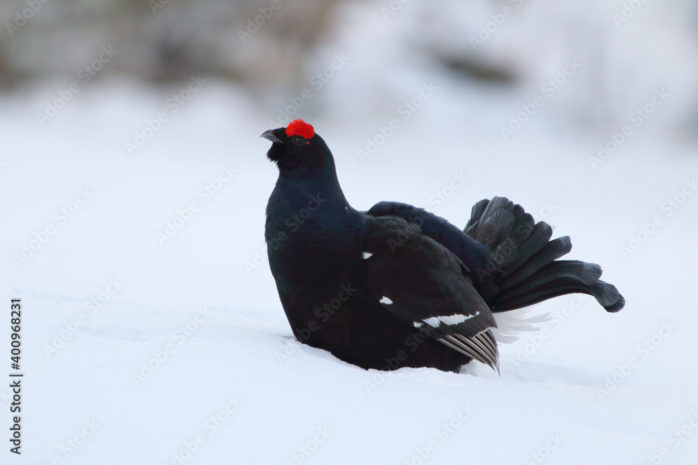 Singing love in the winter country, (Tetrao tetrix). The black grouse male