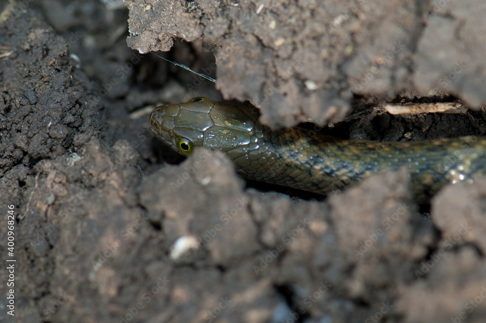Fototapeta premium Checkered keelback Xenochrophis piscator on the ground. Keoladeo Ghana National Park. Bharatpur. Rajasthan. India.