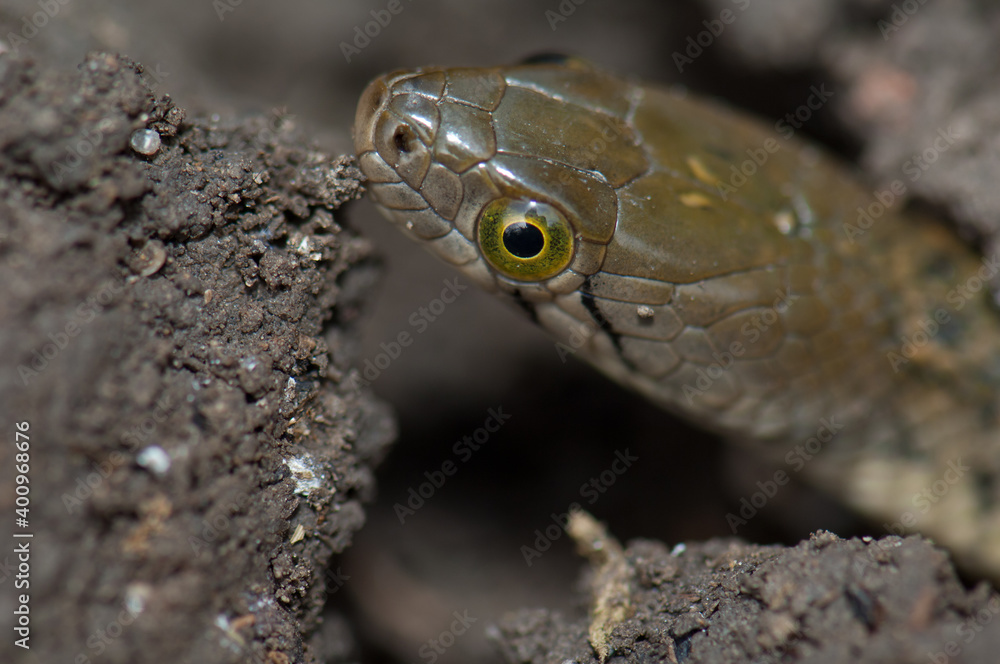 Checkered keelback Xenochrophis piscator on the ground. Keoladeo Ghana National Park. Bharatpur. Rajasthan. India. Checkered keelback Xenochrophis piscator on the ground. Keoladeo Ghana National Park. Bharatpur. Rajasthan. India.