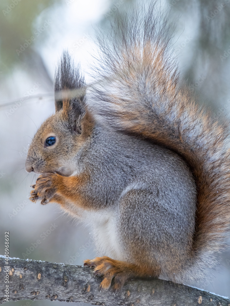 The squirrel with nut sits on tree in the winter or late autumn