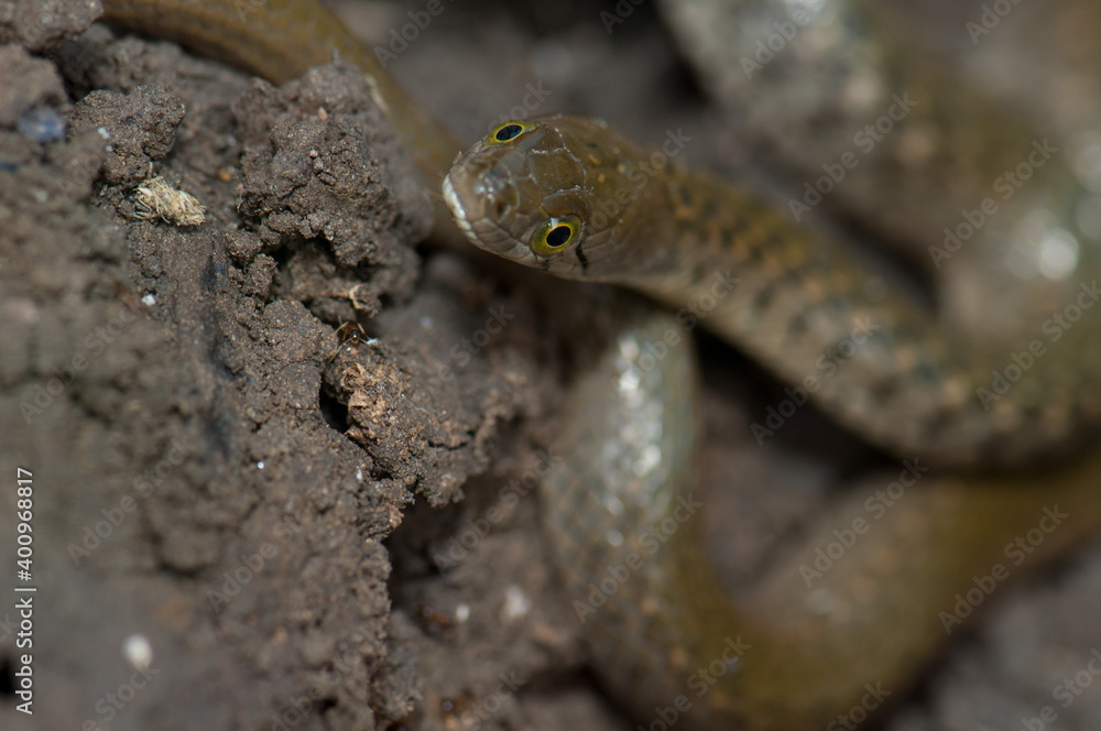 Obraz premium Checkered keelback Xenochrophis piscator on the ground. Keoladeo Ghana National Park. Bharatpur. Rajasthan. India.