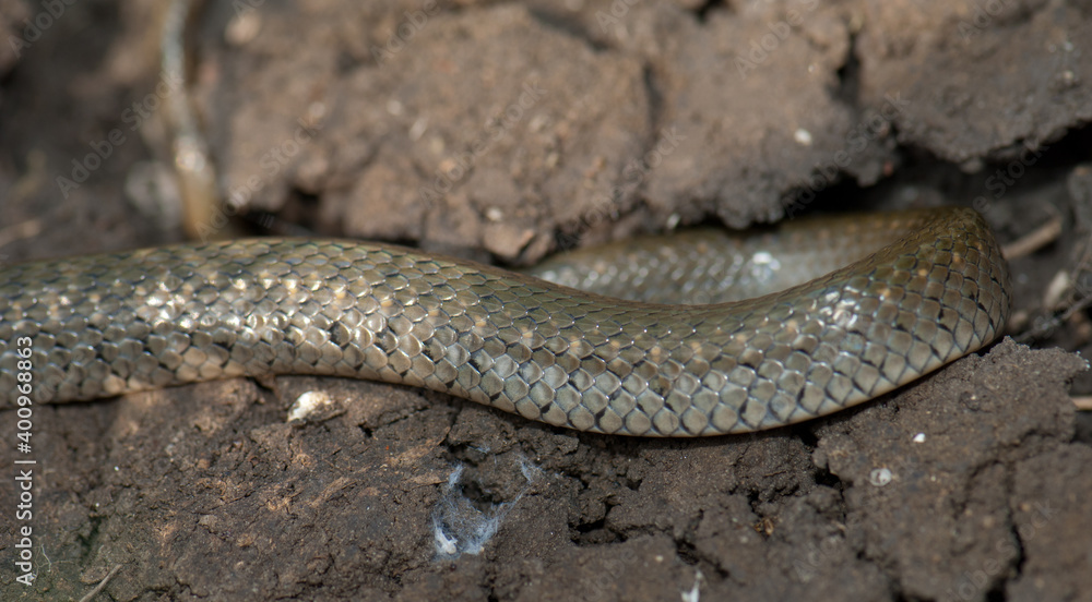 Body of checkered keelback Xenochrophis piscator. Keoladeo Ghana National Park. Bharatpur. Rajasthan. India. Body of checkered keelback Xenochrophis piscator. Keoladeo Ghana National Park. Bharatpur. Rajasthan. India.