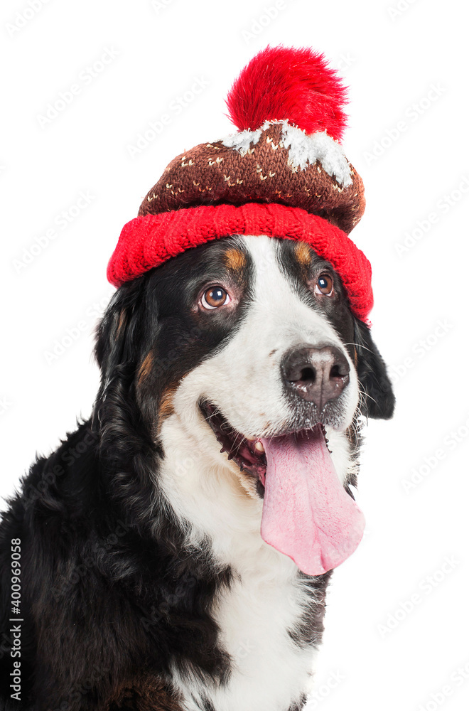 Large dog of breed Bernese Mountain Dog in a red knitted hat. Close-up. Isolated on white background