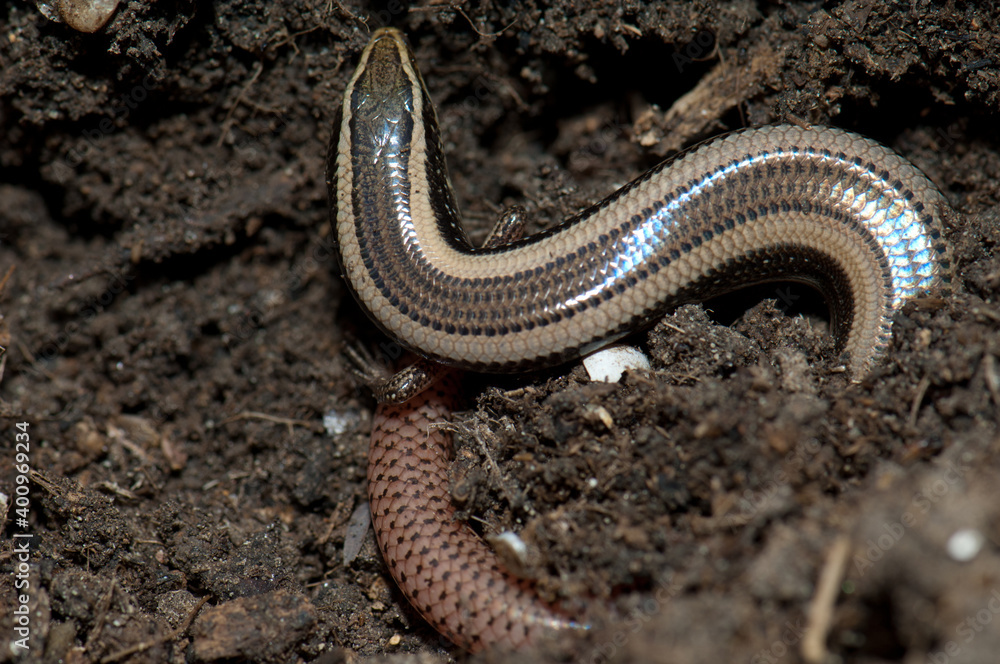 Bronze grass skink Eutropis macularia. Keoladeo Ghana National Park. Bharatpur. Rajasthan. India. Bronze grass skink Eutropis macularia. Keoladeo Ghana National Park. Bharatpur. Rajasthan. India.