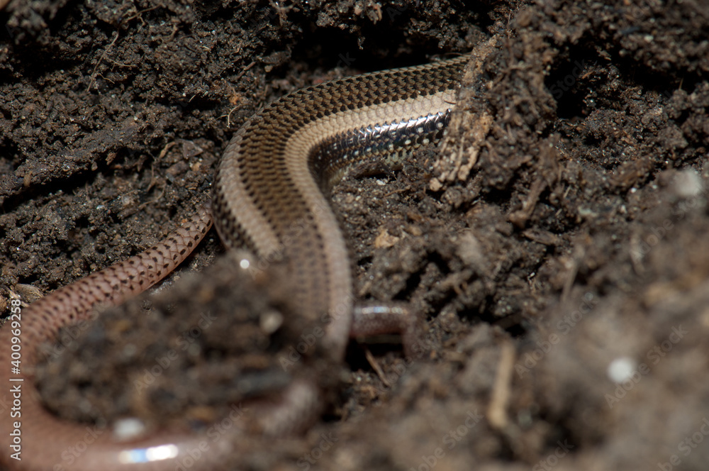 Fototapeta premium Body and tail of bronze grass skink Eutropis macularia. Keoladeo Ghana National Park. Bharatpur. Rajasthan. India.