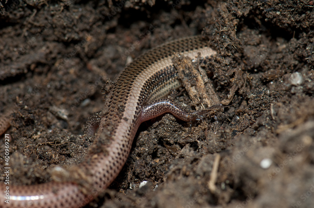 Fototapeta premium Body and leg of bronze grass skink Eutropis macularia. Keoladeo Ghana National Park. Bharatpur. Rajasthan. India.