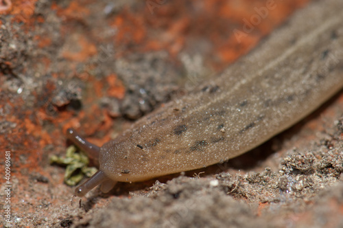 Leatherleaf slug Veronicellidae on the ground. Keoladeo Ghana National Park. Bharatpur. Rajasthan. India.